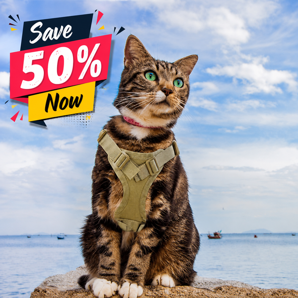 A tabby cat wearing an olive green harness sits on a rock by the sea under a blue sky with clouds. A promotional graphic in the top left reads 'Save 50% Now'.