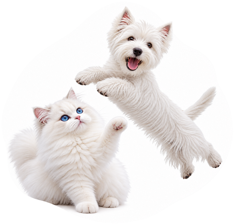 A fluffy white cat with bright blue eyes sits on a white background while a small white dog jumps playfully above it.