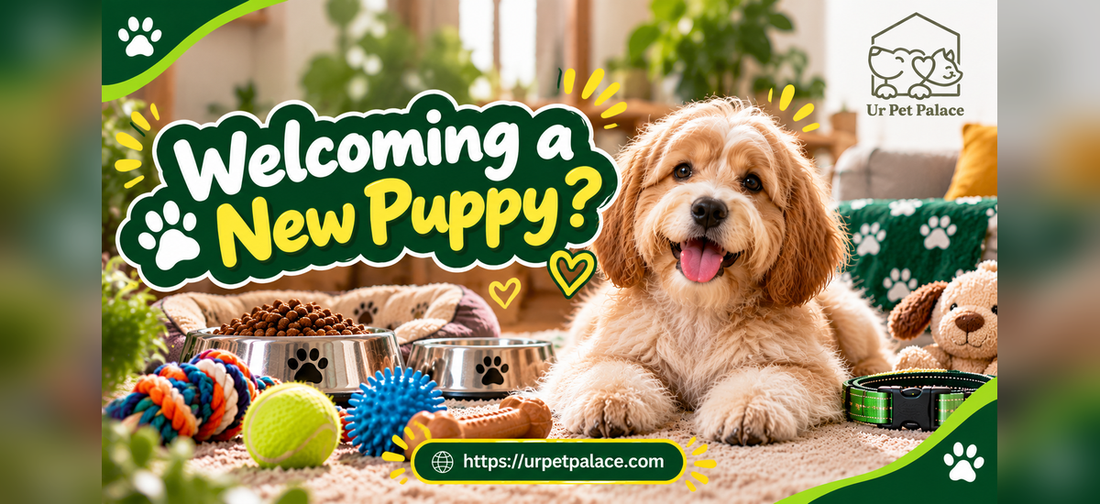 🐶 First Day with a New Puppy? 10 Things Every New Owner Should Prepare