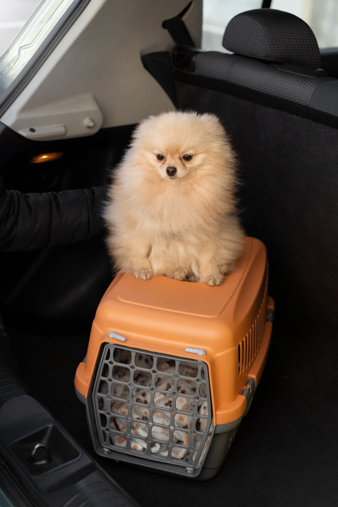Happy pet