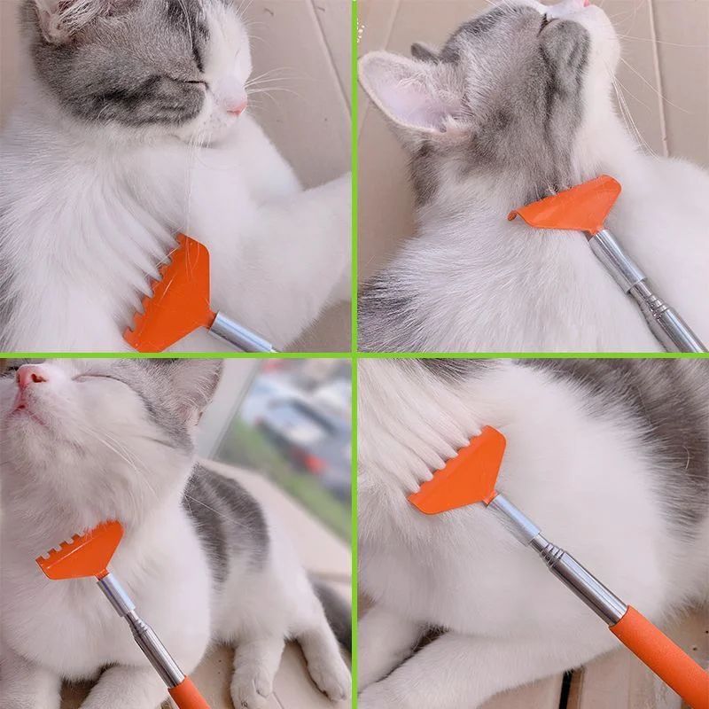 cat scratching massage