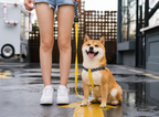 Lock Buckle Chest Harness Pet Leash
