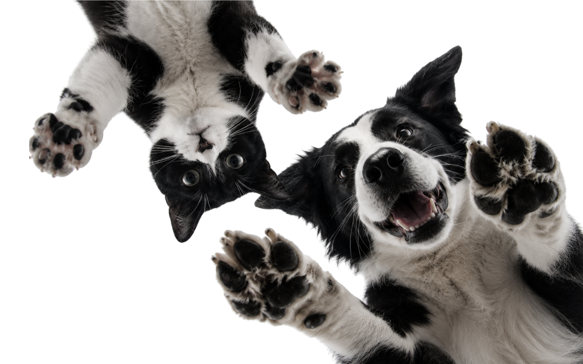 Pamper Your Pets