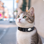 Pet Mobile Phone Tracker Protector